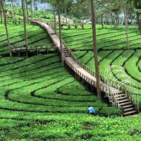 Kebun Teh Panama